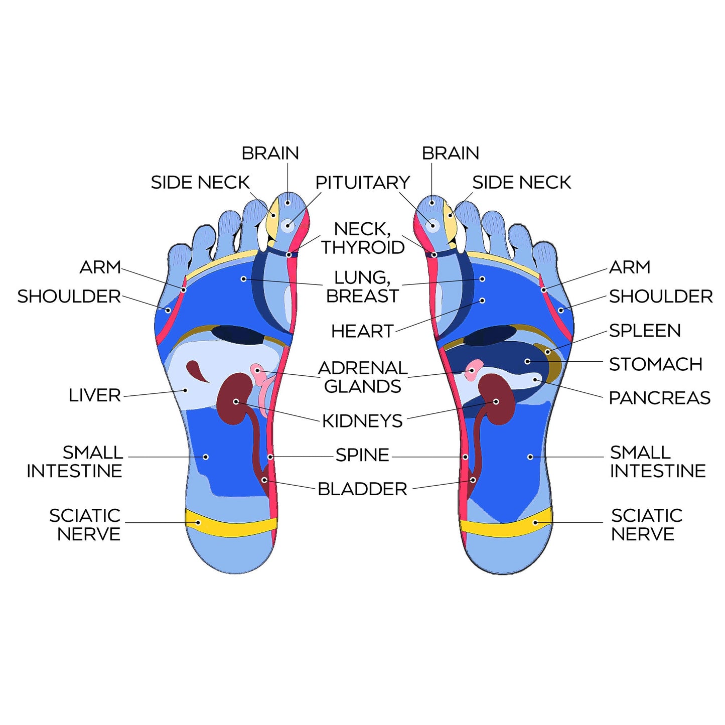 Diagram of a foot with various parts labeled corresponding to different body organs.